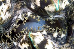 Clam in very shallow water,just of the
beach. 60mm. by Derek Haslam 